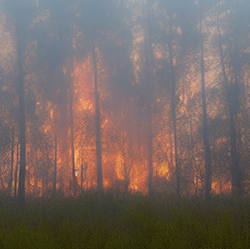 Created by the Visualizing Wildfire Impact team, this image was generated using artificial intelligence techniques for the purpose of testing their immersive virtual reality visualization.