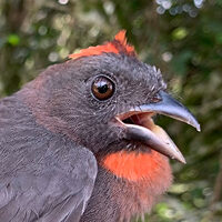 The sooty ant-tanager (left) and Venezuelan troupial (right) are two of 19 birds identified in the study that may need new conservation statuses due to increased human footprint in their habitats.