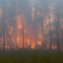 Created by the Visualizing Wildfire Impact team, this image was generated using artificial intelligence techniques for the purpose of testing their immersive virtual reality visualization.
