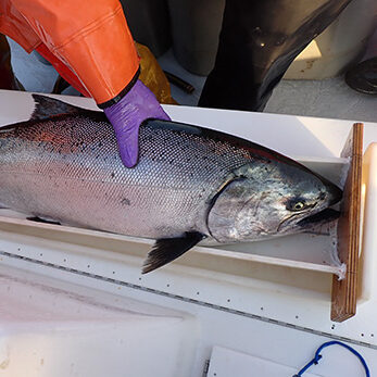 “Restoring Chinook Salmon on the Klamath River to Rebuild Resilient Tribal Fisheries and Increase Food Security for Tribal Members” is one of the new CCCR implementation grants.