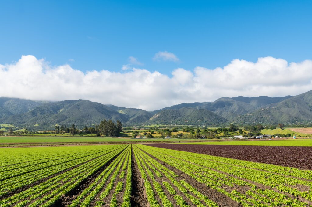 Agricultural scene of a field of green and red lettuce with rows to perspective toward a mountain range in the Salinas Valley, Monterey County, California